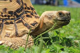 Zum beispiel hasenrücken flambiert als hauptgericht, kartoffelpüree mit rosenkohl oder nudeln als beilage und pudding mit frischem obst zum nachtisch. Schildkrote Alles Wichtige Uber Dein Neues Haustier