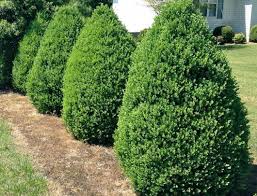 Privacy plants, or screening plants, serve as a living privacy fence to provide privacy from street traffic and neighbors. Screening Plants For Shadier Spots The Impatient Gardener