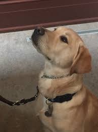 This Is Sylvestro A Six Month Old Lab Golden Retriever Mix From Philadelphia He S Learning How To Be A Seeing Ey Guide Dog Golden Retriever Mix Savannah Chat