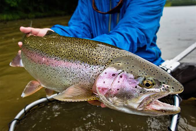 Rainbow Trout Fishing