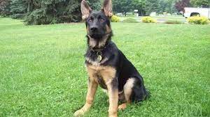 4 Month German Shepherd Puppy German Shepherd Puppies Puppies German Shepherd
