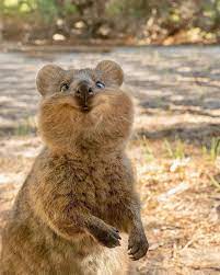 The Happiest Animal On Earth Happy Animals Cute Animals Quokka