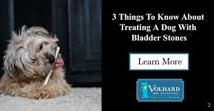 Though we don't know for sure what caused the stones, lucy is now on a different dog food and hopefully this won't happen again. 3 Things To Know About Treating A Dog With Bladder Stones Volhard Dog Nutrition
