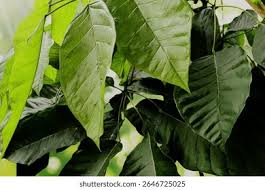 Image result for Bridelia micrantha