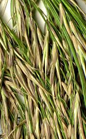 Image result for Phragmites mauritianus