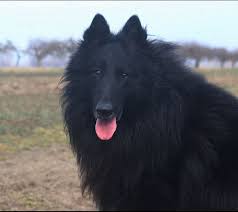 Search for pedigree puppies or rescue dogs for sale near you. Puppies Niavana Belgian Shepherds