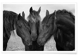 Black and white horse photo. Black And White Horses Poster Juniqe