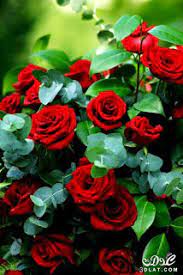 صور ورود 2020 اجمل صور زهور احلى صور ورود جميلة زينه in 2020 beautiful rose flowers beautiful flowers wallpapers flowers