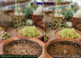 Image result for Schizobasis intricata