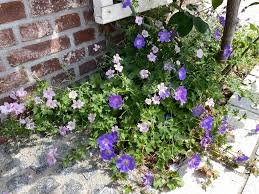 Image result for Geranium `Purple Haze`
