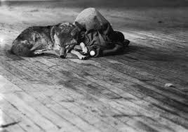 I Like America And America Likes Me Joseph Beuys Performance Art Joseph America