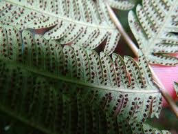 Image result for Pseudocyclosorus