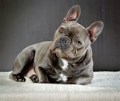 French Bulldog Kopek Egitimi Bilgiustam