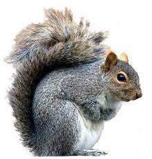 Gray Squirrel Clipart Ground Squirrel 1 Cute Squirrel Squirrel Painting Squirrel