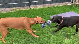 It is because of the combination of the two dog breed's characteristics. Rhodesian Ridgeback Vs Labrador Retriever Rough Play 2 Fun Backyard Youtube
