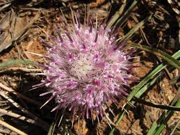 Image result for Dicoma anomala