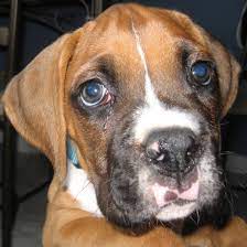 Boxer Falls While Chasing His Tail The Daily Boxer