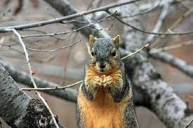 Free Image On Pixabay Squirrel Rodent Wildlife Eating Squirrel Funny Animals Cute Squirrel