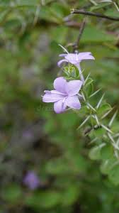 Image result for Barleria mackenii