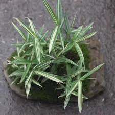 Image result for Pleioblastus fortunei