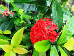 We did not find results for: Tropical Shrub With Red Flowers Stock Photo Picture And Royalty Free Image Image 93113437