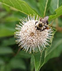 Image result for Cephalanthus