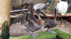 Find the latest new orleans pelicans news, rumors, trades, draft and free agency updates from the insider fans and analysts at pelican debrief These Two Gay Pelicans Have Been In Love For 18 Years And Counting