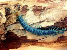 Black And Yellow Striped Centipede The World S Best Photos Of Centipede And Scolopendra