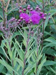 Image result for Vernonia ugandensis