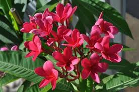 Plumeria Rubra Tahitian Red Frangipanier Rouge Pepiniere Nature Et Tropiques Plantes Tropicales Exotiques Frangipanier Fleur Frangipanier Plantes Tropicales