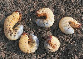 Hi, i am trying to learn how to organic garden. Lawn Grubs Is Your Lawn Under Attack