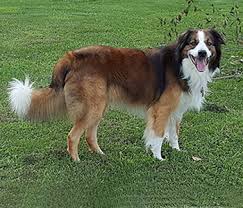 Puppies and dogs for sale in usa on puppyfinder.com. English Shepherd Dog Breed