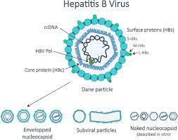 Hepatitis b is a serious form of hepatitis caused by a virus. Hepatitis B Virus Biology And Life Cycle Sciencedirect