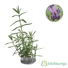 Penasaran dengan arti nama bunga beserta kombinasi sapaannya yang terdengar keren dan bermakna indah? Jual Tanaman Lavender French Bibitbunga Com