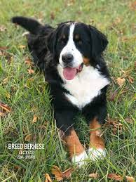 We did not find results for: Bernese Mountain Dogs Ohio Breed Bernese Acres