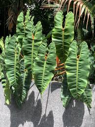 Philodendron Orange Stems Philodendron Billietiae Croat Philodendron Plant Variegated Plants Ferns Garden