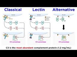 Image result for Complement Pathway