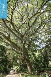 Image result for Albizia forbesii