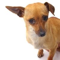 So far, the two foods mentioned. Diamond Settles In Dog Food Recall All About Feed