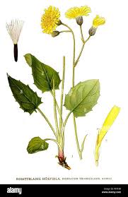 Image result for Hymenophyllum triangulare