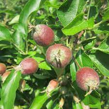 Anr publication 8047 fruit trees: Apple Fruit Thinning New England Tree Fruit Management Guide