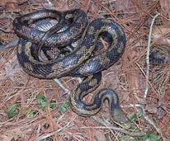 The best way to keep snakes from entering your home or other building is to prevent snakes and snake food (rodents) from entering your home. closing. Scdnr Wildlife Information Sc Snakes