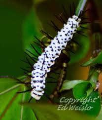 Black And White Striped Caterpillar With Orange Dots Florida Butterflies And Moths Page 1 Of 3
