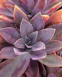 Check spelling or type a new query. Fred Ives Echeveria Graptoveria Hybrid Proven Winners