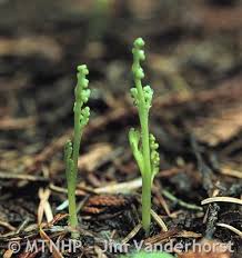 Image result for Platostoma montanum