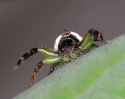The 10 most venomous spiders in australia. Spiders Of Australia With Information And Pictures
