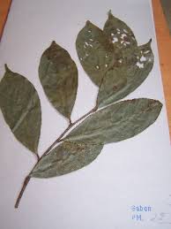 Image result for Strephonema mannii