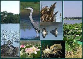 Se denomina flora y fauna al conjunto de especies de plantas y animales que habitan en una misma región geográfica o en un ecosistema la flora y la fauna son consideradas factores bióticos, y junto con los factores abióticos (clima, nivel de precipitaciones, tipo de suelo) constituyen los ecosistemas. Flora E Fauna Del Fiume Tevere Lessons Blendspace