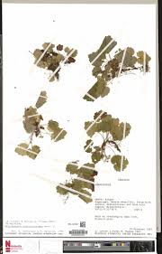 Image result for Globimetula anguliflora