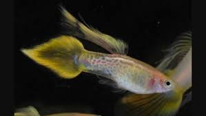 Poecilia Reticulata Lepistes